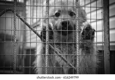 Puppy Behind Bars