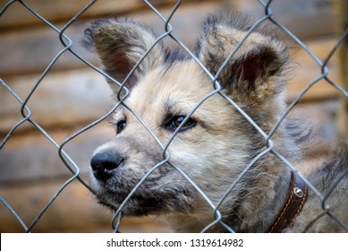 Puppy Behind Bars In An Animal Shelter