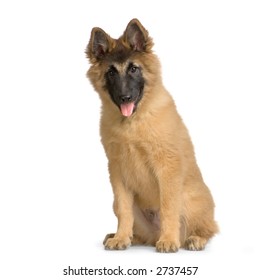 Puppy Belgian Tervuren sitting in front of a white background and facing the camera