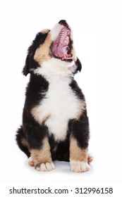 Puppy Bernese Mountain Dog Sits And Barks (isolated On White)