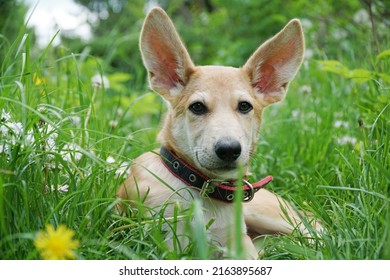 Puppy with big ears. A red puppy lies in the grass in the summer outside