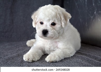 Puppy Bishon Frise Stock Photo 269248028 | Shutterstock