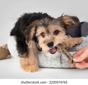 Puppy Biting Dental Stick Held By A Hand. Happy Puppy Dog Playing With Chew Stick  And Pet Owner While Lying In Dog Bed. 4 Months Old Male Morkie Dog. Fluffy Puppy Teething. Selective Focus.