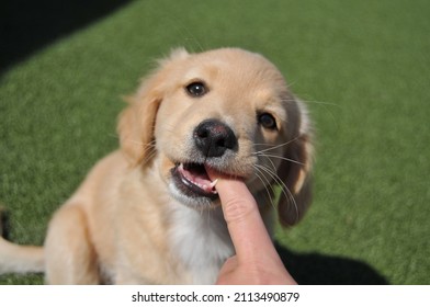 Puppy Is Biting The Finger