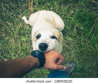 Puppy Biting Hand