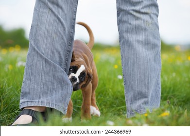 Puppy Biting Into Leg