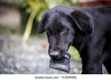 The Puppy Is Biting  Shoe      