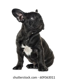 Puppy Black French bulldog sitting and looking away , isolated on white