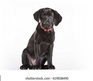 Puppy Black Labrador On White Background