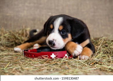 A Puppy Black With A Red Tan And A White Breast, A Swiss Breed Entlebucher Sennenhund, Lies In The Red Collar Of The Rescue Dog, Which Is Large For Him, In The Hay Indoors On A Burlap In The Studio