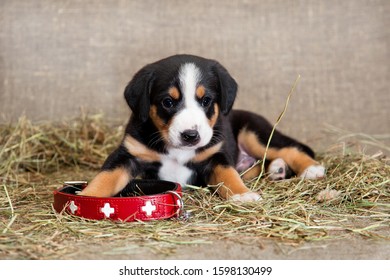 A Puppy Black With A Red Tan And A White Breast, A Swiss Breed Entlebucher Sennenhund, Lies In The Red Collar Of The Rescue Dog, Which Is Large For Him, In The Hay Indoors On A Burlap In The Studio