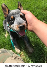 Puppy Blue Healer Dog And Child 