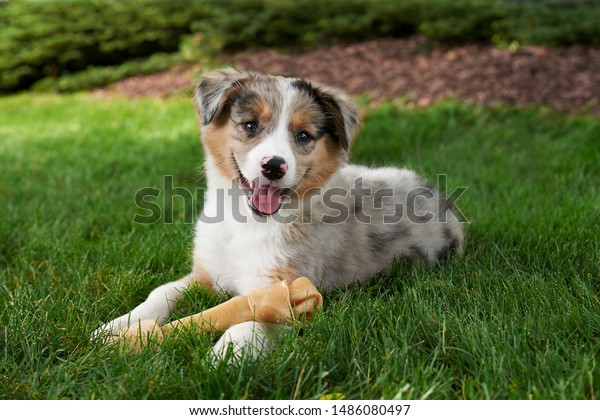 are bones safe for australian shepherd puppies