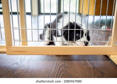 Puppy Border Collie Biting Dog Fence Or Barrier At Home Trying To Escape