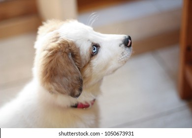 Puppy Eyes Images Stock Photos Vectors Shutterstock