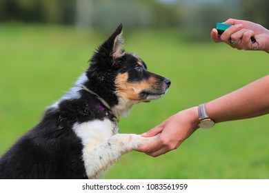 Clicker Stock Photo - Download Image Now - Clicker Training, Sport