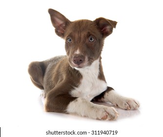 Puppy Border Collier In Front Of White Background