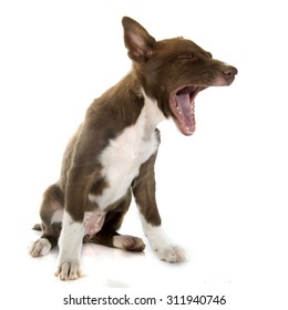 Puppy Border Collier In Front Of White Background