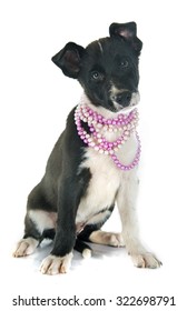 Puppy Border Collier In Front Of White Background