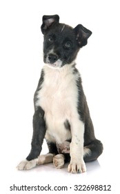 Puppy Border Collier In Front Of White Background