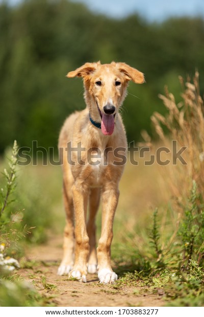 Puppy borzoi walks\
outdoor at summer day