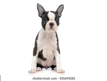 11,219 Boston terrier Stock Photos, Images & Photography | Shutterstock