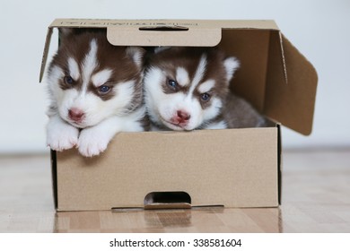 puppy surprise box