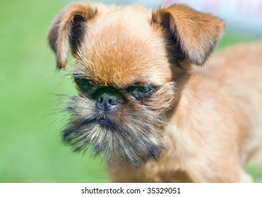 Brussels Griffon Images Stock Photos Vectors Shutterstock