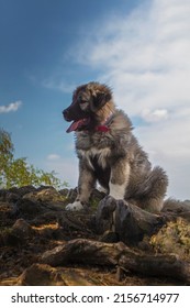 puppy breed caucasian shepherd dog ovcharka in spring background - Shutterstock ID 2156714977