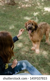 Dog Tongue Stock Photos Images Photography Shutterstock