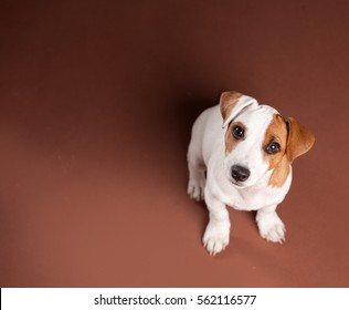 Puppy At Brown Background. Dog Studio Short
