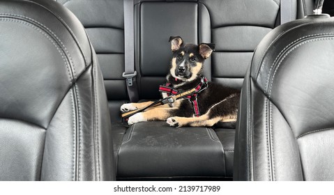 Puppy buckled into the backseat of a car with leather seats, fastened with a red harness and ready for a road trip.