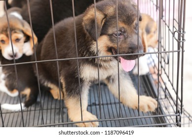 Puppy In Cage