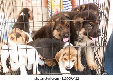 Puppy In Cage