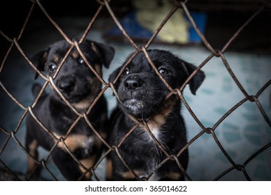 Puppy In Cage