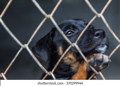 Puppy In Cage