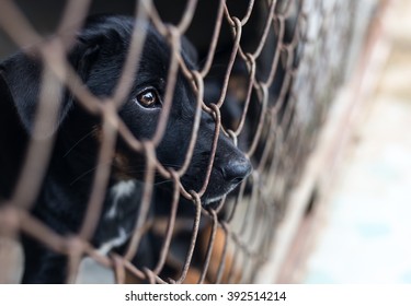 Puppy In Cage