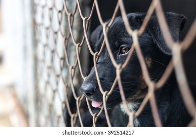 Puppy In Cage