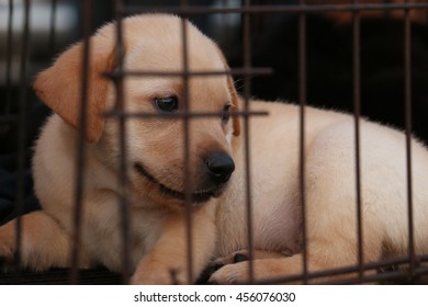 Puppy In Cage