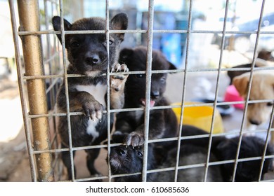 Puppy In Cage