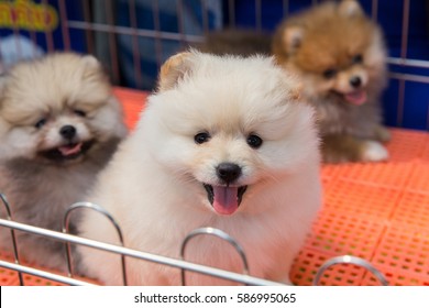 Puppy Cage Selling Pet Market Stock Photo Shutterstock