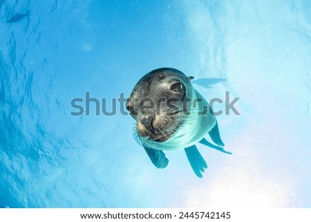 Puppy californian sea lion seal coming to you to have fun and play