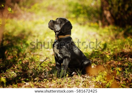 Puppy Cane Corso Italian Mastiff Black Stock Photo Edit Now