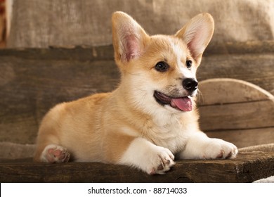 Puppy  Cardigan Welsh Corgi