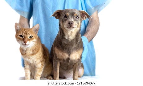 Puppy And Cat At The Veterinarian. Vaccination. Vaccinations Of Cats. Vaccination Of Pets. The Veterinarian Stands With A Cat And A Dog. Isolate. Banner. Copyspace