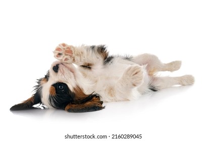 puppy cavalier king charles in front of white background