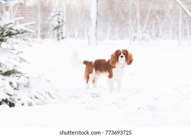 Puppy Cavalier King Charles plays in the snow