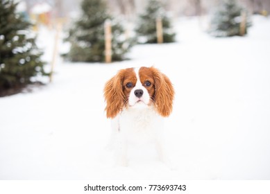 Puppy Cavalier King Charles plays in the snow