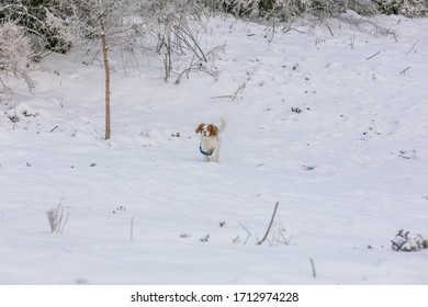 Puppy Cavalier King Charles red and white plays in the snow