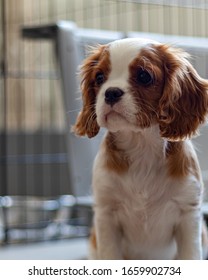 A Puppy Of The Cavalier King Charles Spaniel Breed Sits And Looks To The Side Before A Metal Crate. The Cute Pup Has The Blenheim Colouring Of This Toy Breed Of Dog.